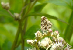 Aubergina vanessoides