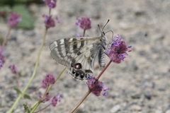 Parnassius charltonius deckerti