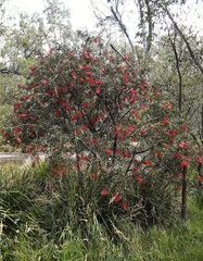 Melaleuca citrina