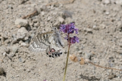 Parnassius charltonius deckerti