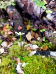 Adenochilus gracilis