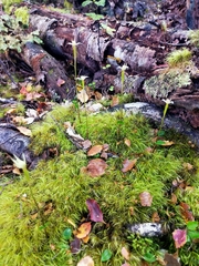 Adenochilus gracilis