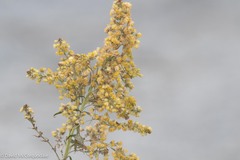 Solidago