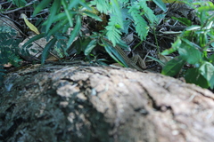 Aspidoscelis angusticeps angusticeps