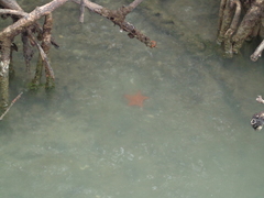 Oreaster reticulatus