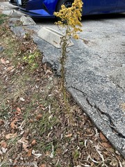 Solidago
