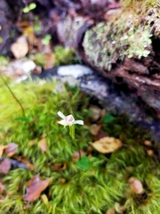 Adenochilus gracilis