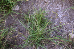 Setaria texana