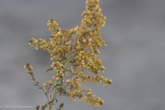 Solidago