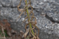 Solidago
