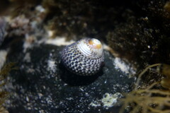 Chlorodiloma adelaidae