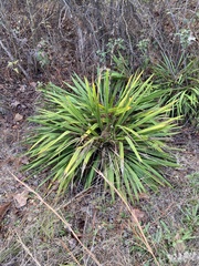 Yucca filamentosa