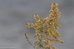 Solidago