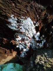 Ceratiomyxa fruticulosa