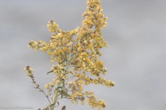 Solidago