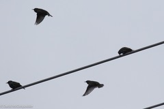 Sturnus vulgaris