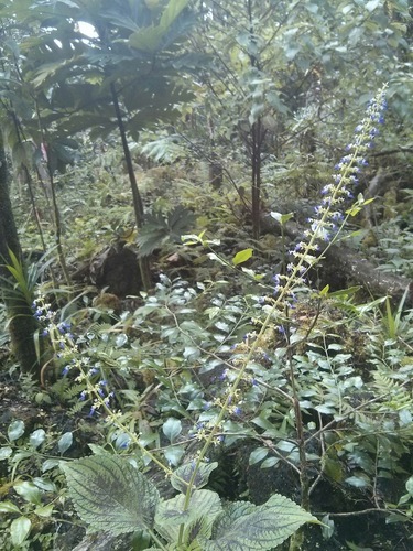 Coleus scutellarioides observed 2016-02-16