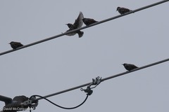 Sturnus vulgaris
