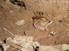 Ptychadena anchietae