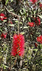 Melaleuca citrina