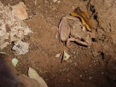 Ptychadena anchietae