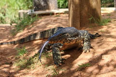 Varanus salvator salvator