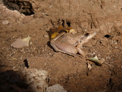 Ptychadena anchietae