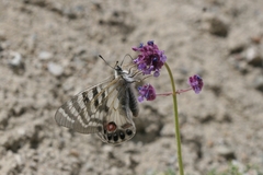 Parnassius charltonius deckerti