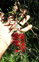 Melaleuca citrina