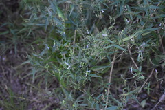 Carlowrightia parviflora