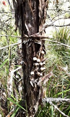 Melaleuca citrina
