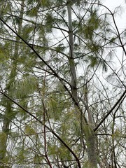 Pinus strobus