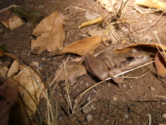 Ptychadena anchietae