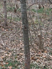 Pinus strobus