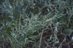 Carlowrightia parviflora