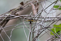 Rhyothemis phyllis
