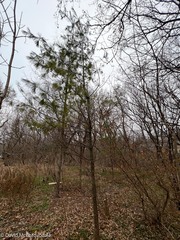 Pinus strobus