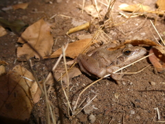 Ptychadena anchietae