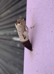 Heraclides anchisiades