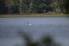 Pelecanus philippensis