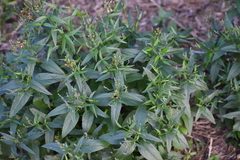Carlowrightia parviflora