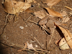 Ptychadena anchietae