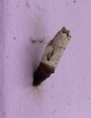 Heraclides anchisiades