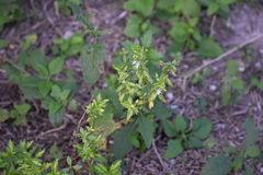 Teucrium cubense
