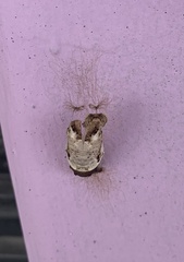 Heraclides anchisiades