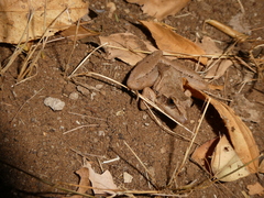 Ptychadena anchietae