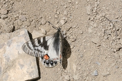 Parnassius charltonius deckerti