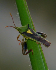 Lycambes sargi