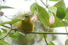 Chlorodrepanis stejnegeri