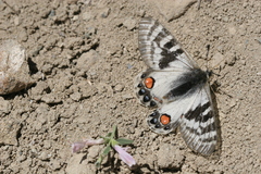 Parnassius charltonius deckerti